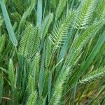 Agropyron cristatum Folha