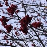 Sorbus decora Fruit