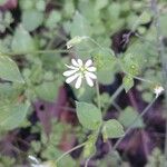 Stellaria cuspidata Staniste