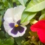Viola × wittrockiana Flower
