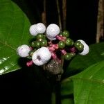 Palicourea acuminata Fruit