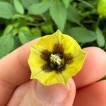 Physalis longifolia Flower