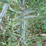 Cirsium eriophorum برگ