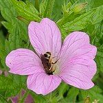 Geranium endressii Blomst