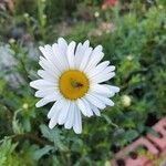 Leucanthemum ircutianum Кветка