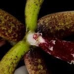 Dendrobium munificum Hoja