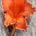 Spathodea campanulata Квітка
