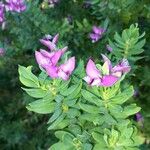 Polygala fruticosa Flor