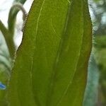 Mertensia paniculata Blatt