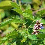 Pongamia pinnata Blomma