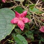 Clerodendrum infortunatum Květ