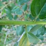 Jasminum auriculatum Bark