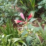 Alstroemeria pelegrina പുഷ്പം