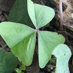 Oxalis triangularis 葉