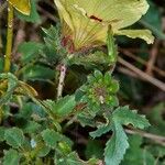 Hibiscus aculeatus Hàbitat