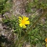 Inula ensifolia 花