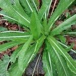 Dipsacus sativus Leaf