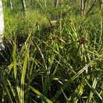 Scirpus atrovirens Leaf