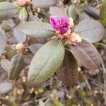 Rhododendron lapponicum পাতা