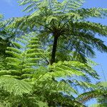 Cyathea arborea Hoja