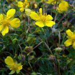 Potentilla verna Hàbitat