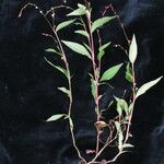 Persicaria pubescens 形态