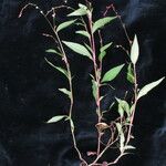 Persicaria pubescens