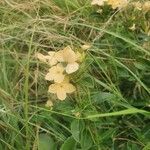 Barleria eranthemoides Habit