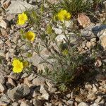 Potentilla hirta Habit