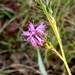 Liatris squarrosa Kukka