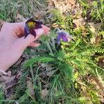 Pulsatilla montana Bloem