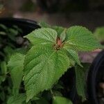 Acalypha alopecuroidea Blatt