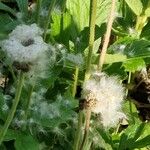 Anemonoides sylvestris Fruit