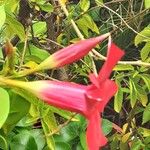 Mandevilla sanderi 花