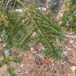 Abies balsamea برگ