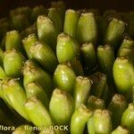 Ferula lancerotensis Fruit