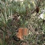 Banksia spinulosa Цвят