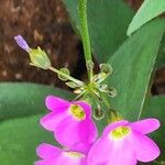 Oxalis latifolia Flor