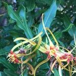 Strophanthus speciosus Egyéb