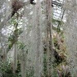 Tillandsia usneoidesआदत