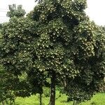 Ehretia tinifolia Hábito