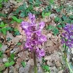 Orchis masculaFloare