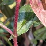 Persicaria chinensis Bark