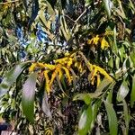 Acacia auriculiformis Hostoa