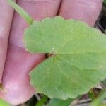 Centella asiatica Ліст