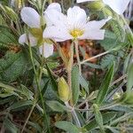 Arenaria montana Blatt