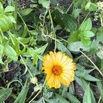 Calendula stellataFlower