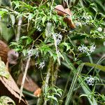 Faramea quinqueflora عادت