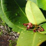 Garcinia amplexicaulisFlower