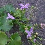 Campanula garganica Blüte